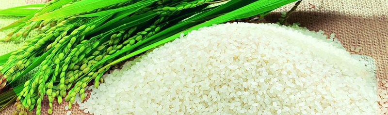 Wholesales Price Non GMO Rice Protein High Quality Natural Brown Hydrolyzed Rice Bran Protein Powder Rice Protein Price - بهترین روش برای نگهداری برنج پخته شده