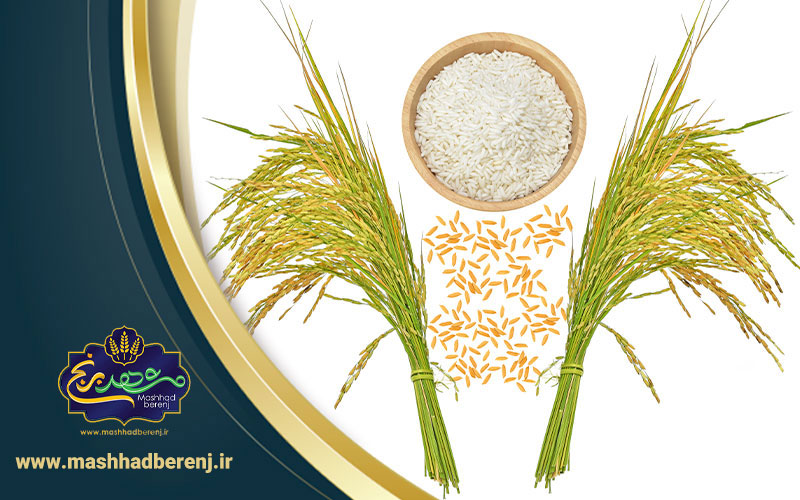 31 1 - برنج ایرانی بخریم یا خارجی