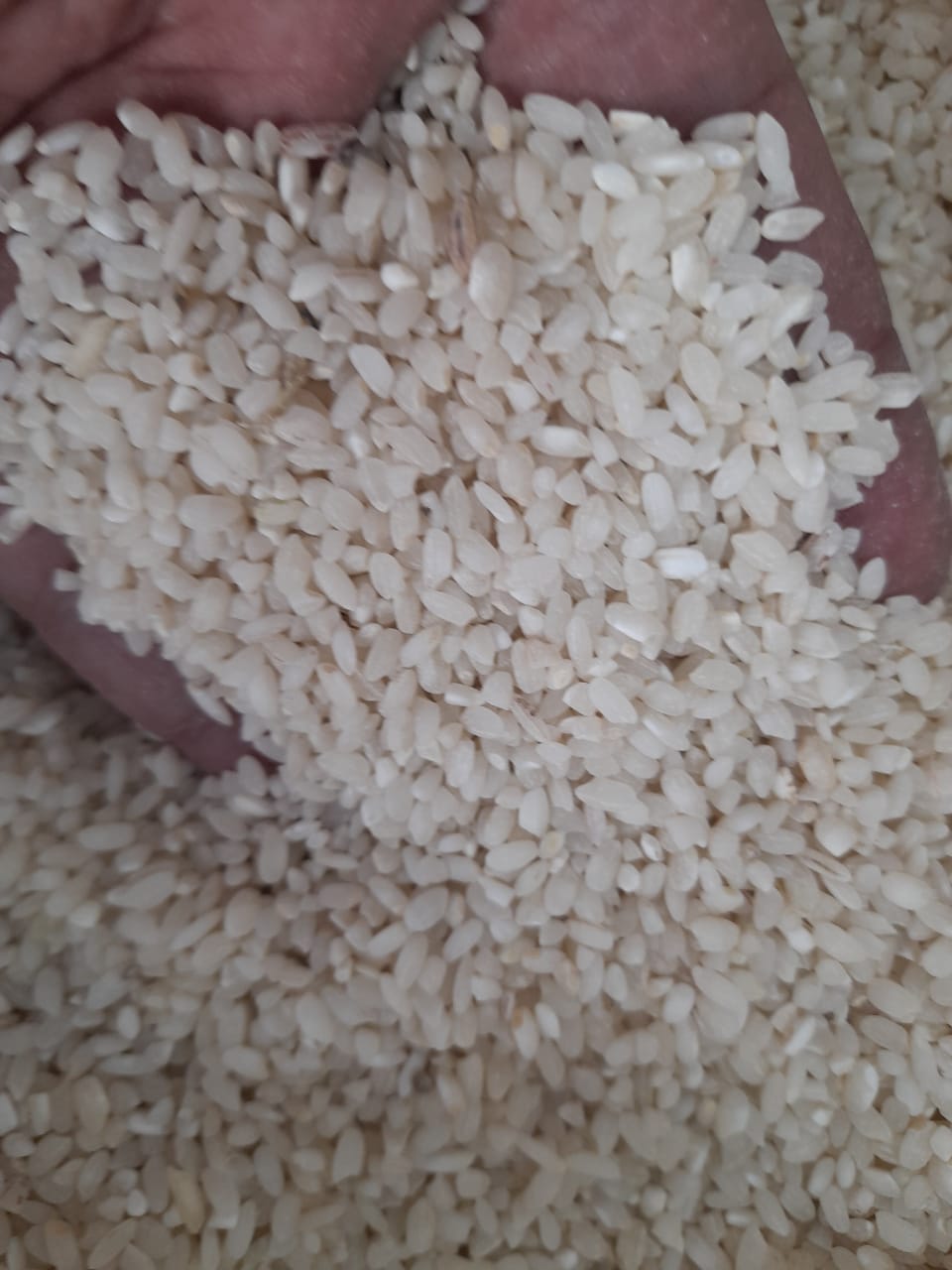 برنج گرده کوهستان