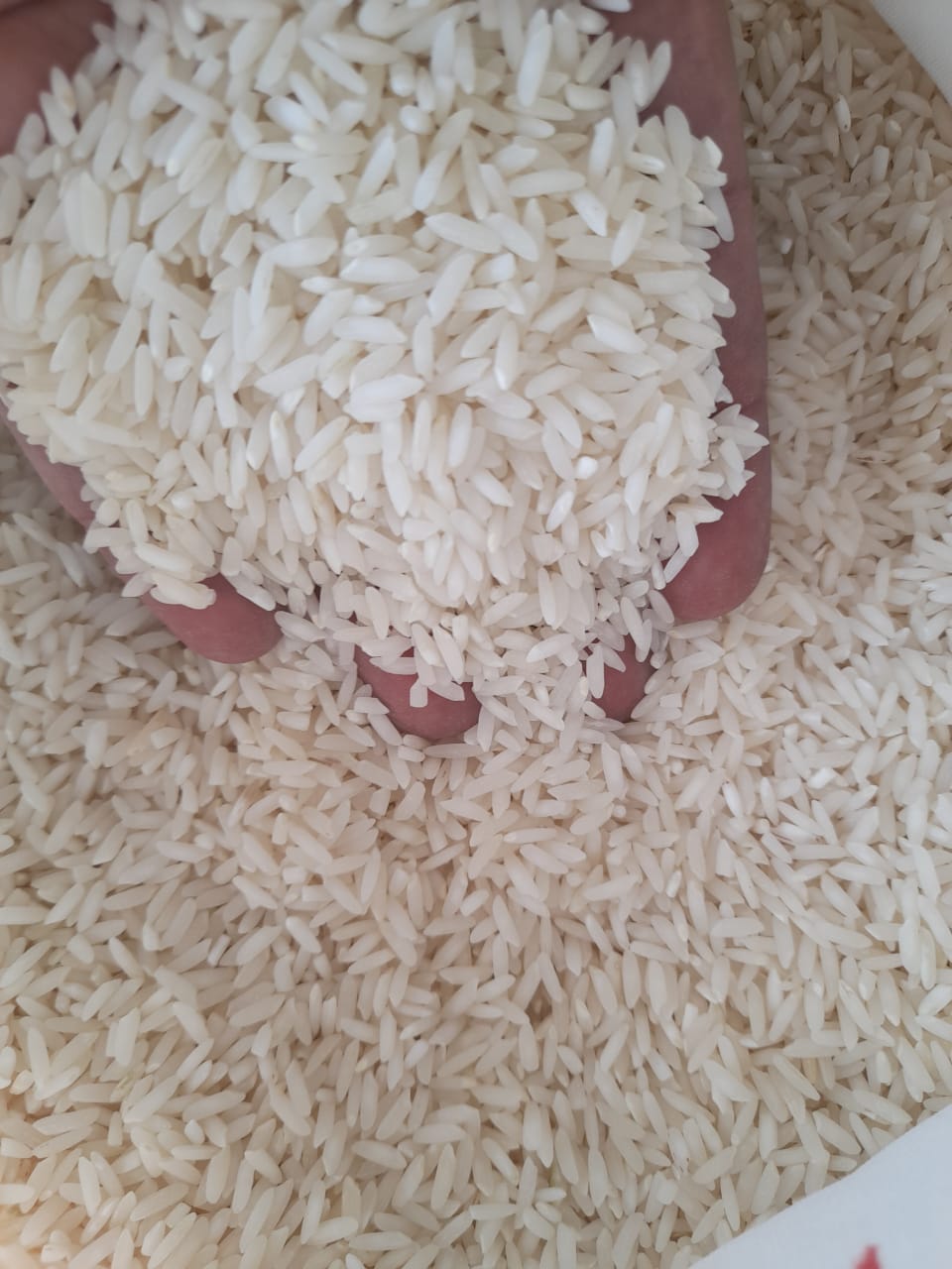 برنج لاشه دار پنج ستاره طارم امراللهی 10کیلوگرم