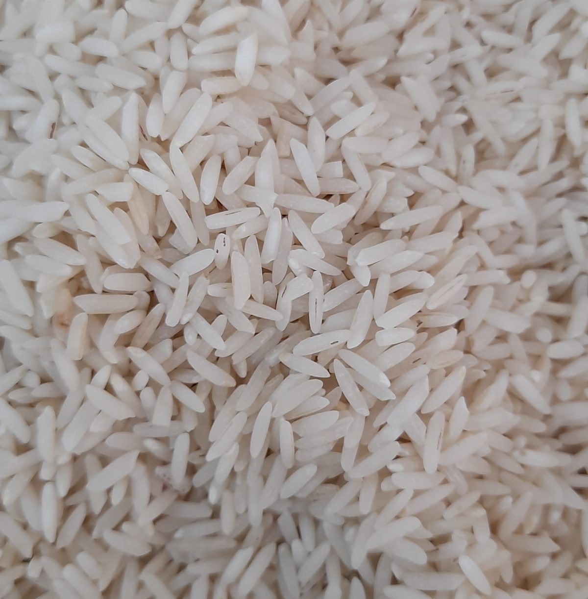 برنج طارم اعلا فریدونکنار مشهدبرنج کیسه ده کیلوگرم