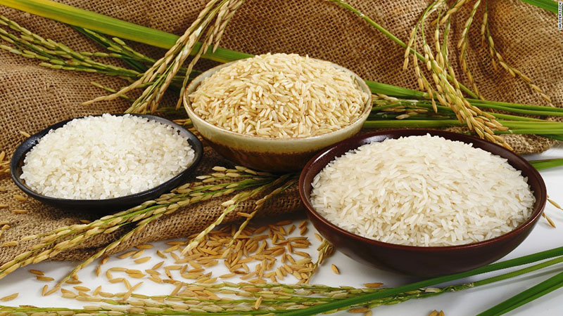 rice featured image - برنج کشت دوم؛ تفاوت کشت اول و دوم چیست؟