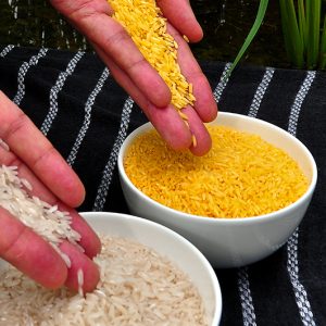برنج تراریخته