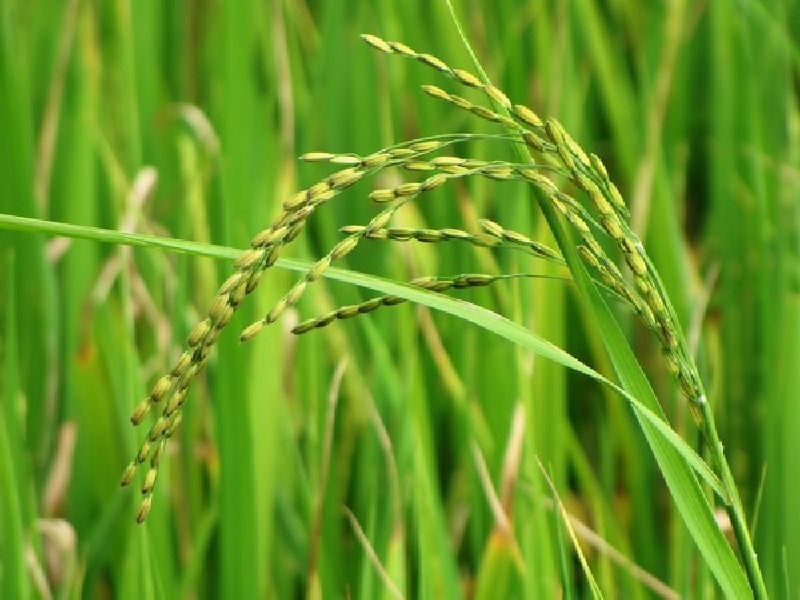 Rice plant 1 - گران ‌ترین برنج جهان چیست؟