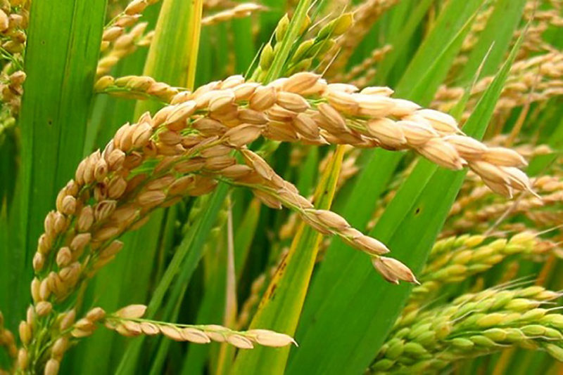 rice plant - برنج تراریخته