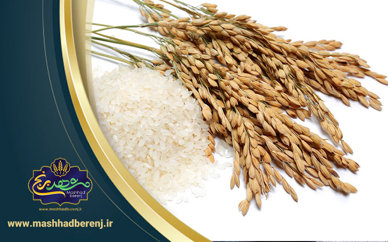 مشهدبرنج 1 - تشخیص برنج تازه از کهنه