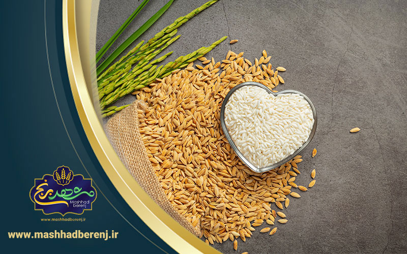 24 1 - مقایسه برنج گیلان با مازندران