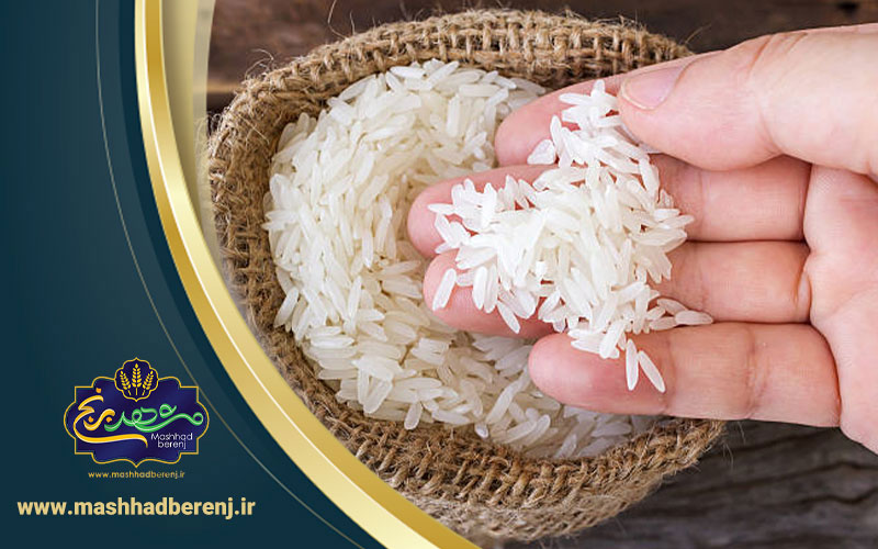 49 1 - کدام برنج ایرانی قد می‌کشد