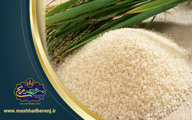 8 2 - معطرترین برنج ایرانی