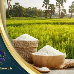 عطری‌ ترین برنج شمال