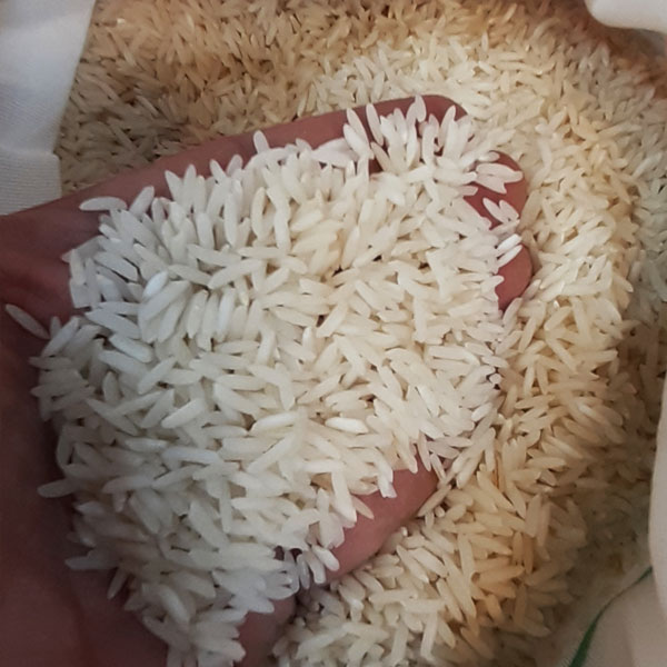 برنج طارم محلی کشت یک خوشه زرین کیسه ده کیلوگرمی
